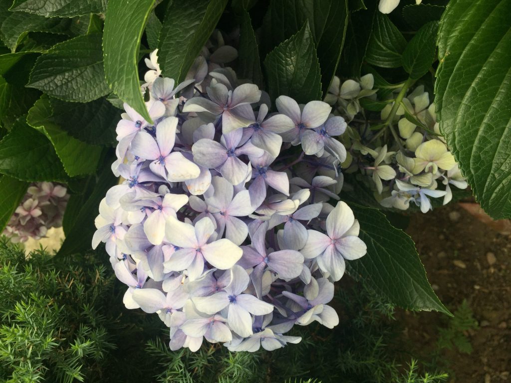 Fern Hillside Resort Bhimtal